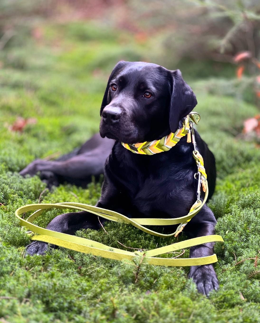 Geflochtene Fettlederhalsbänder | Deluxe Edition