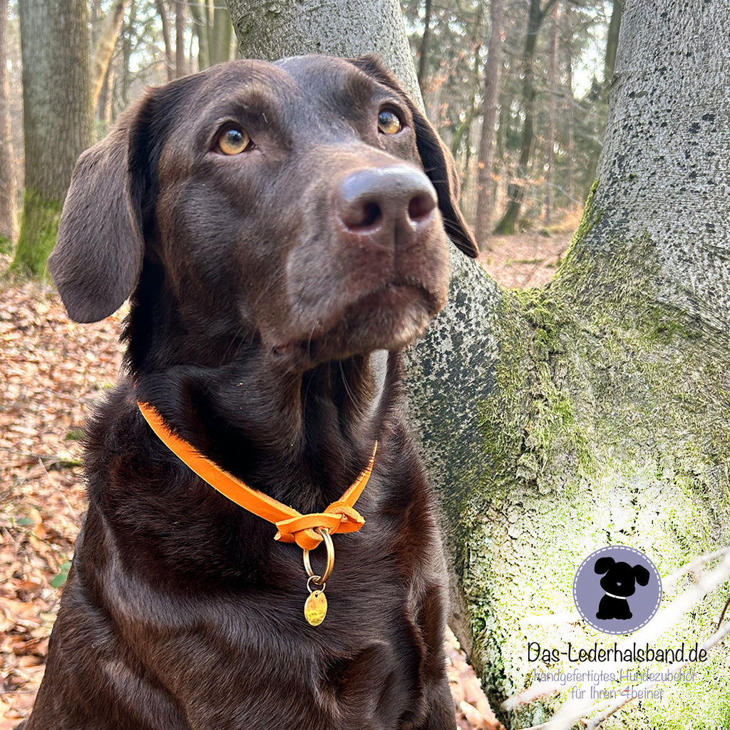 Retrieverleine mit Paracord | Deluxe - Schlamm-Mint