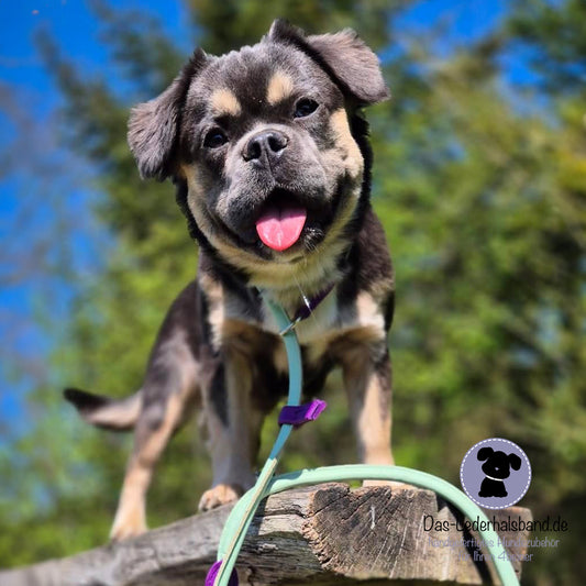 Retrieverleine mint-violett