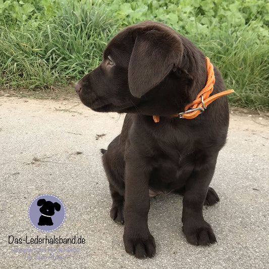 Fettlederhalsband Orange