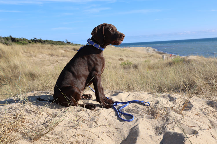Lederhalsbänder für kleine Hunde und Welpen