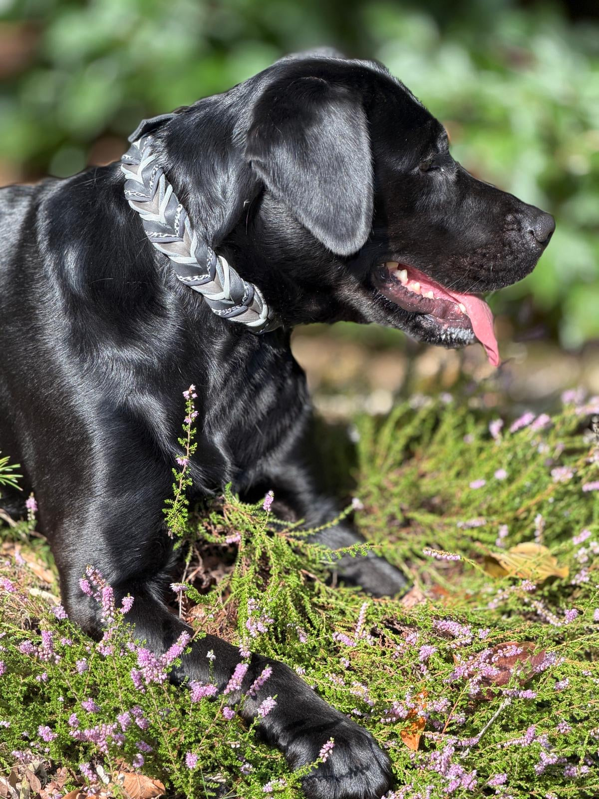 Fettlederhalsband Leo in schwarz